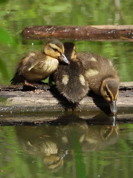 Mallard Baby Ducks Warming Sun — 图库照片