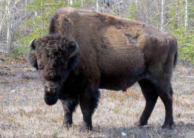 Koca Bizon boğası kameraya bakıyor.                               