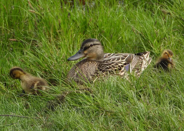 Mallard Duck Female Ducklings — Stock Photo, Image