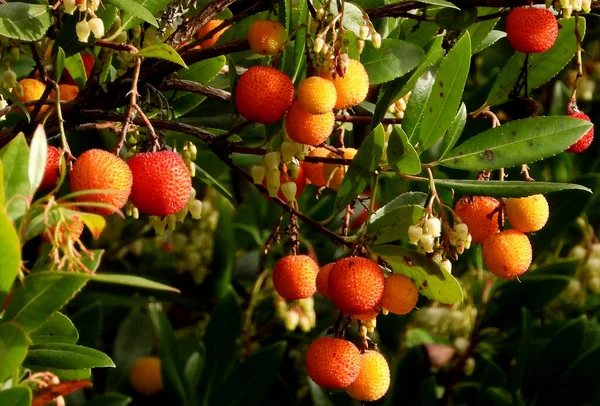 Strawberry Tree Fruits Afternoon Sun — Zdjęcie stockowe