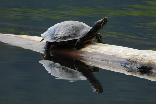 Classic Portrait Painted Turtle —  Fotos de Stock