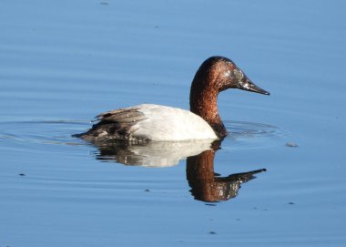 Canvasback duck diving in the sunshine clipart