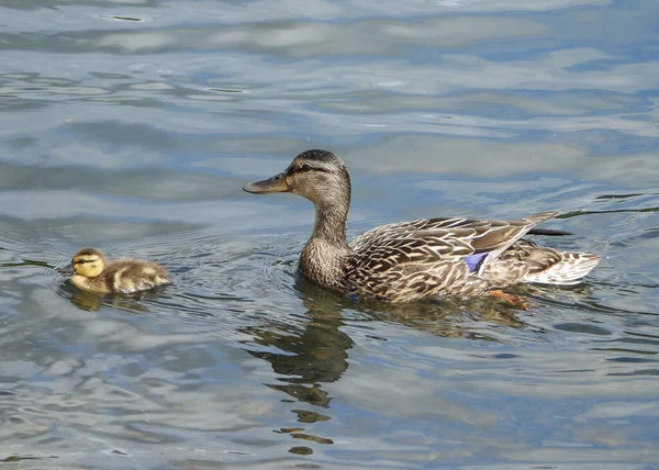 American Black Duck Mama Her Baby — 图库照片