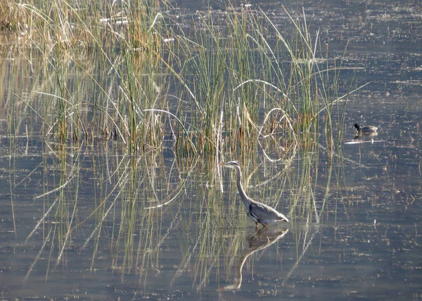 Great Blue Heron Fishing Lake Weeds — Φωτογραφία Αρχείου
