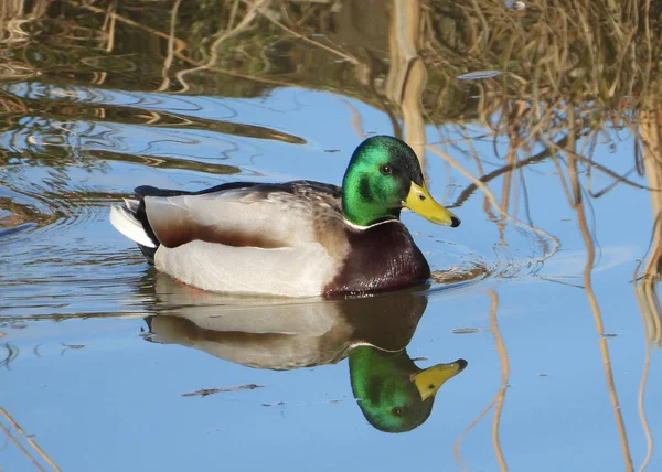 Male Mallard Duck Shining Green Head —  Fotos de Stock