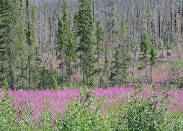 Tundra Blooms Spring Time — Fotografia de Stock