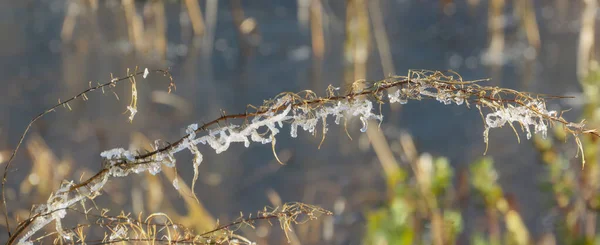 Sun Melting Cristals Morning Frost — стоковое фото