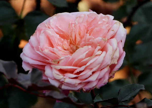 Aging Autumn Hybrid Damasc Rose — стоковое фото