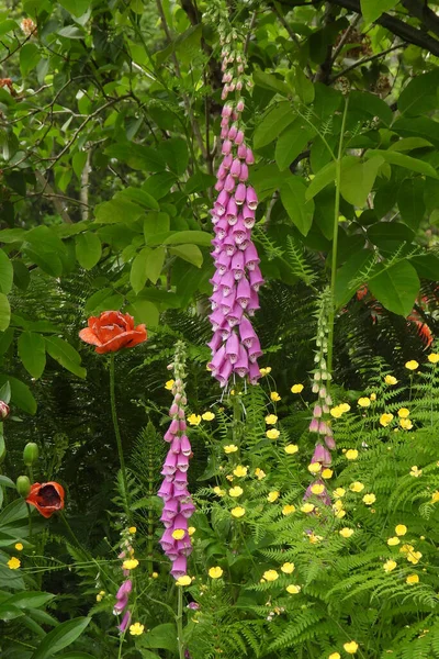 Foxgloves in company of Poppy and Buttercups
