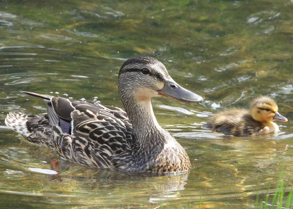 Mallard Duck Lady Duckling — Photo