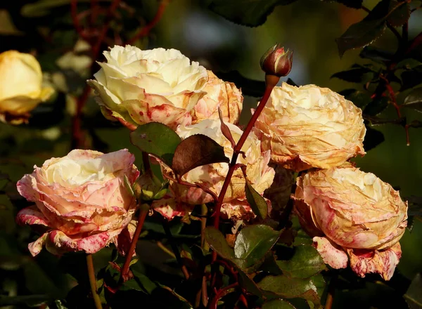 Autumn Floribunda Rose Shows Age — стоковое фото