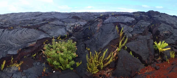 Volcanic Lava Grows New Life — Stock Photo, Image