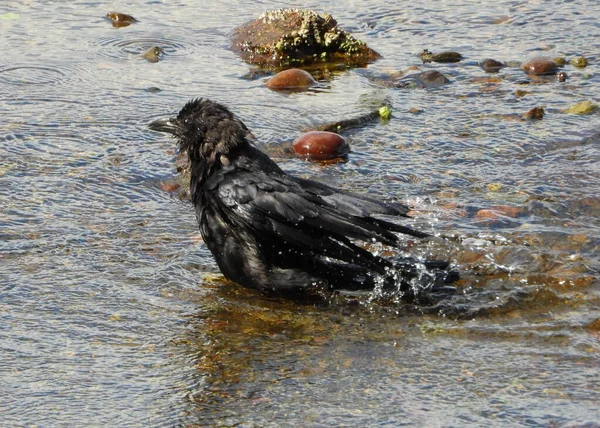 Black Crow Taking Bath Act — Stockfoto