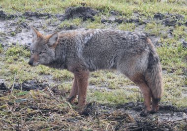 Çakal avlarken bir şey fark ettim.