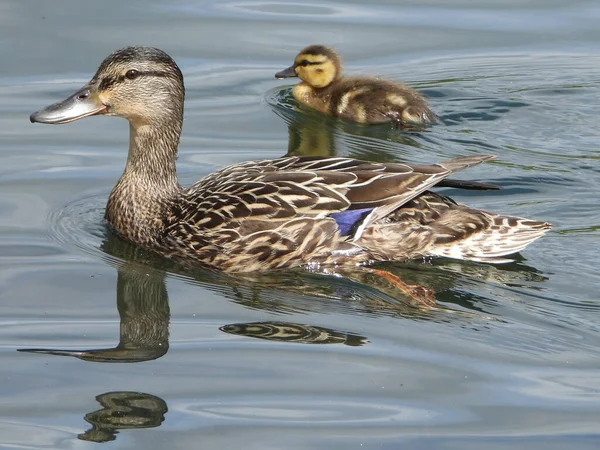 Mallard Lady Duck Small Duckling — Φωτογραφία Αρχείου