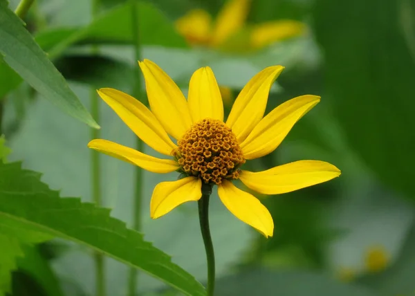 False Sunflower Heliopsis Flower Head — Foto Stock