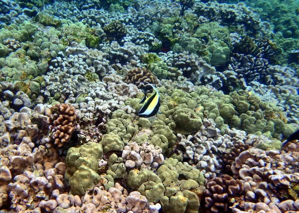 Underwater Picture Colorful Kona Coral Reef Стоковое Изображение