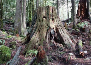 Memories of the red cedar tree cut down 100 years ago