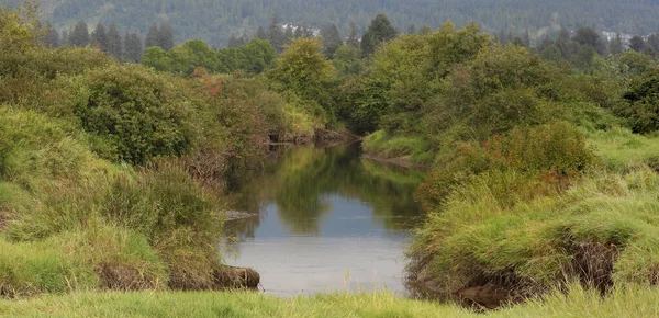 Green Surroundings Marsh Stream — Stock fotografie