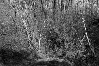  Leafless branches of bush in the winter time B&W