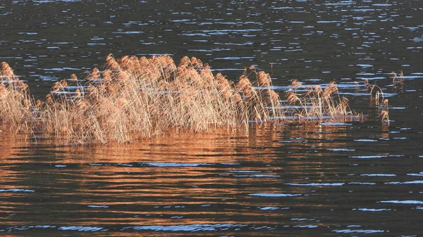 Lake Reeds Basking Afternoon Sun — Stockfoto