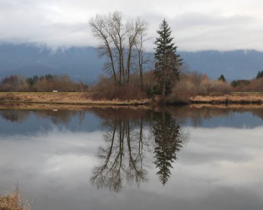 Leafless trees part of winter scenery