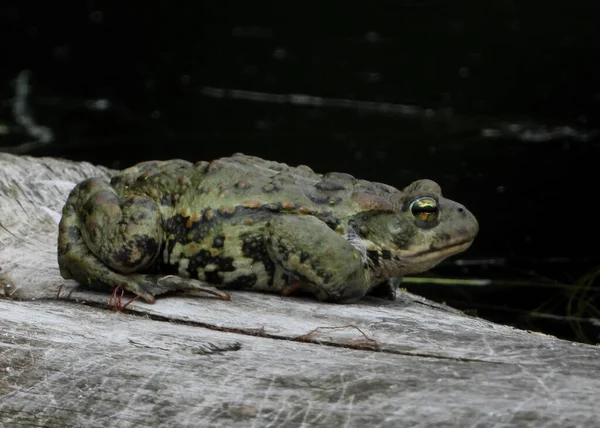 Toad Marsh Frog Used Prince Stock Kép