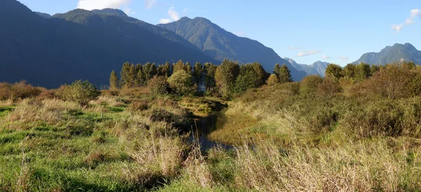 Long Green Grass Marshes — Stockfoto