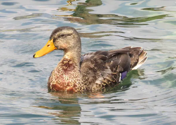 Mallard Duck Female Charming Photographer — Stockfoto