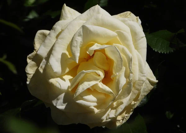 Yellow China Rose Delicate Petals — Zdjęcie stockowe