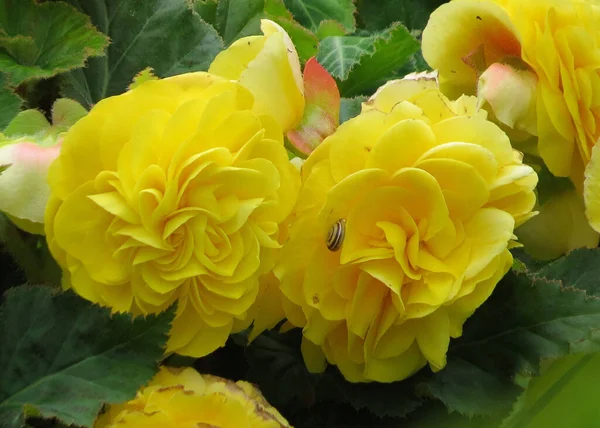 Yellow Persian Buttercup Garden Crowfoot — 스톡 사진