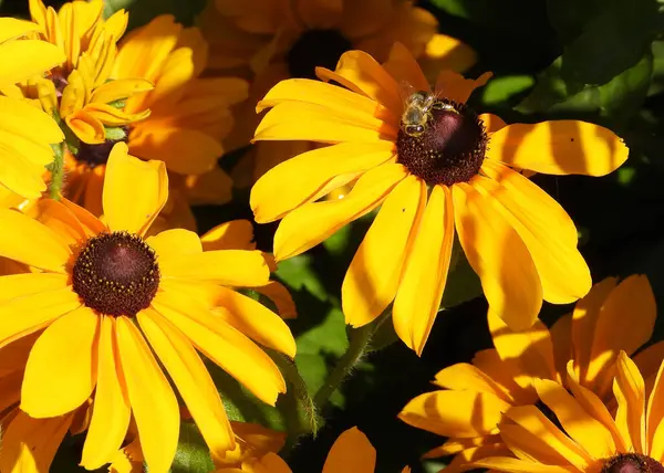 Close Black Eyed Susan Yellow Flowers — 图库照片