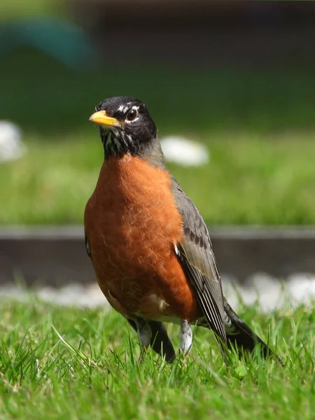 American Red Robin View Front — Foto Stock