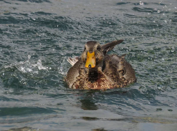 European Mallard Duck Female Taking Bath Lago Garda — Stockfoto