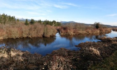 Calm surface of ponds at the marshes