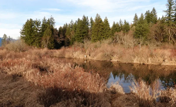 Marshes at the border with wilderness