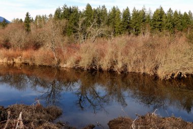 Wilderness winter grass reflected in a pond