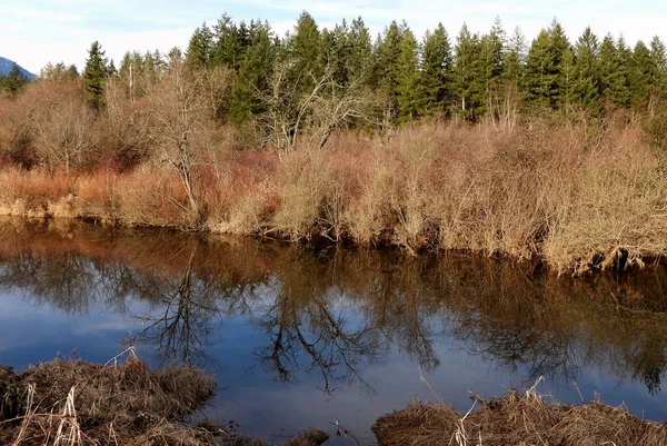 Wilderness Winter Grass Reflected Pond — 图库照片