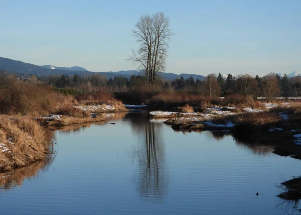 Winter scene with lonely tree reflected in the pond