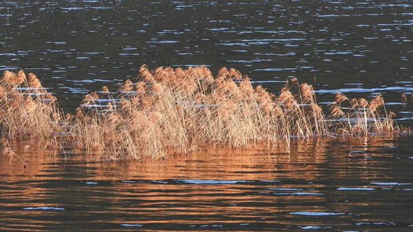 Dry lake weeds reflected in the water