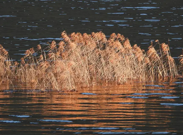 Autumn Decorates Lake Dry Weeds — Stock Photo, Image