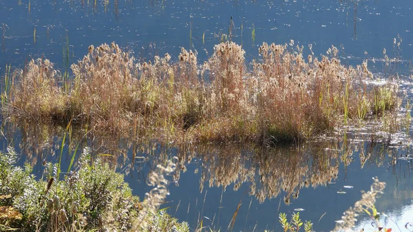 Reflection Dry Weeds Calm Lake — Stockfoto