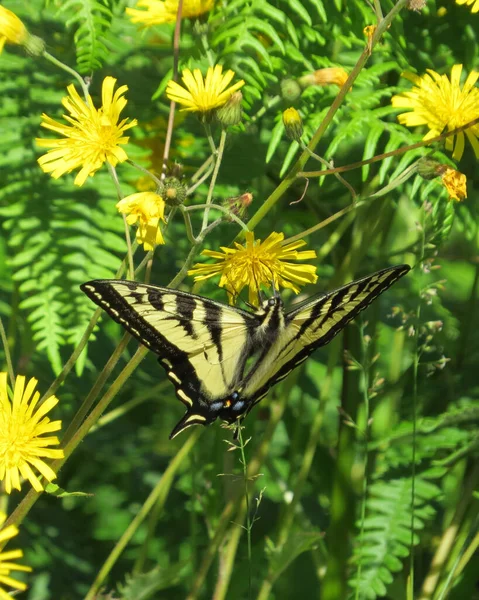 Ανατολική Tiger Swallowtail Πεταλούδα Και Κοινές Πικραλίδες — Φωτογραφία Αρχείου