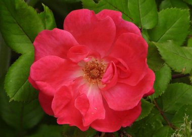  Focus on red China Rose flower         