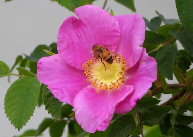 Bee visiting wild Nootka Rose flower