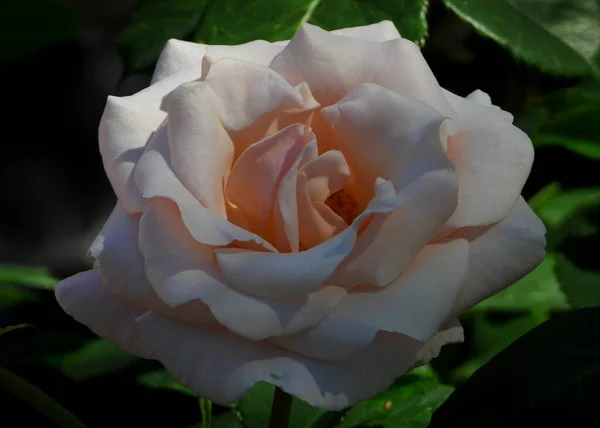 Subtle cream colors of China Rose