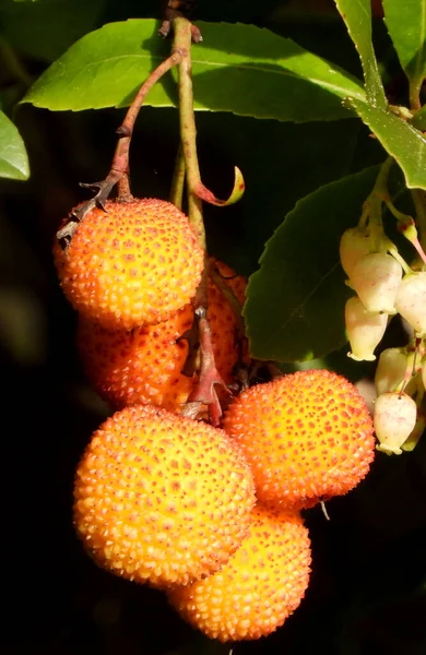 Bunch of Orange Strawberry Tree Fruits