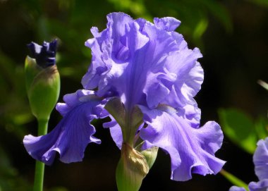 Fiolet flower head of Bearded Iris          