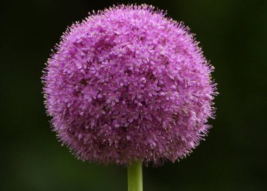 Giant Onion purple flower head