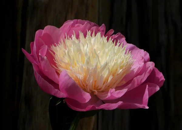 Royal colors of purple Chinese Peony